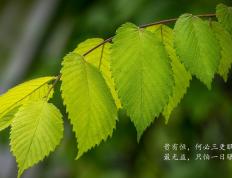 开云体育平台APP-淬火重铸！克莱自我救赎一投，湖人史诗逆转掀翻绿军