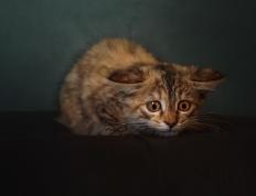 开云体育官网-广厦队强势拿下凯尔特人，NBA季后赛的跨界焦点战改写篮球历史