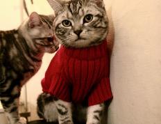 开云体育登录-跨界巅峰对决，吉林队挑战森林狼，东契奇独揽全场光芒