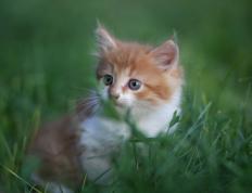 开云体育入口-当沉默的羚羊发出震天怒吼，福克斯绝杀引爆山西篮球新纪元