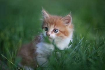 开云体育入口-当沉默的羚羊发出震天怒吼，福克斯绝杀引爆山西篮球新纪元