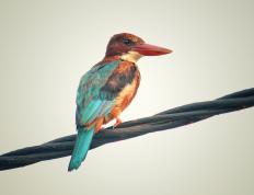 开云APP-铁血绞杀！霍勒迪锁死国王核心，灰熊鏖战硬仗显冠军相