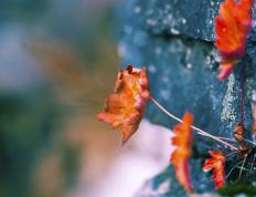 开云体育平台APP-阿劳霍一战封神！洪都拉斯爆冷带走加拿大，美加墨世界杯见证新王接管