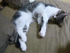 开云体育app-蓝调终结探戈，当里昂的钢铁意志凝固阿根廷的探戈舞步