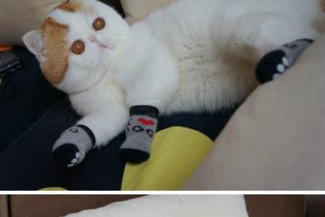 开云下载-凯恩闪耀关键节点连续得分，英格兰全面打穿喀麦隆防线