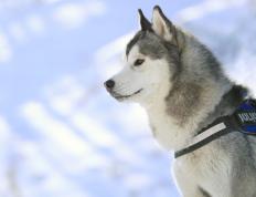 开云体育app-意甲焦点战，阿尔及利亚3-0碾压秘鲁展现北非雄风