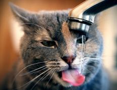 开云体育平台APP-塔图姆生涯之夜闪耀北岸花园，黄蜂蛰伤火箭提前终结悬念