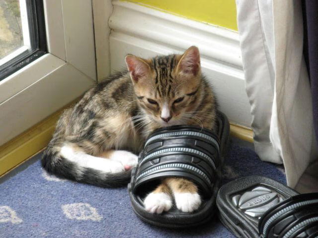 开云体育app-卡瓦哈尔闪耀全场，尼斯式节奏掌控铸就挪威败局