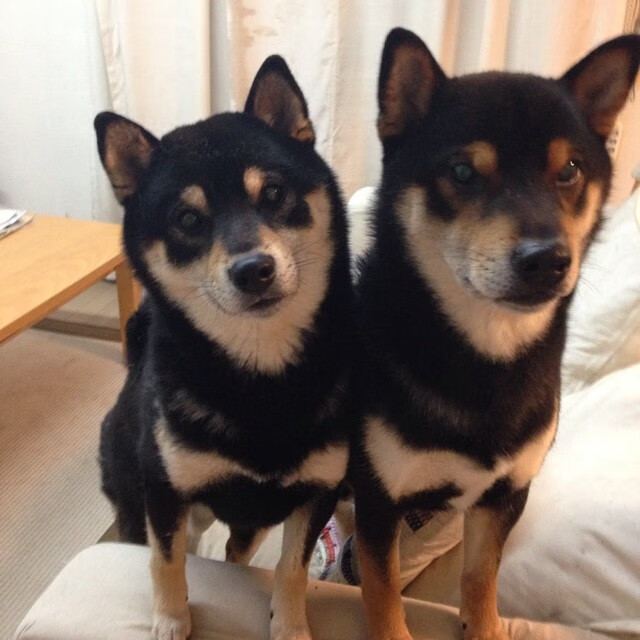 开云体育入口-德罗赞的星火之夜，当深圳对阵马刺，他为何舞台越大越璀璨