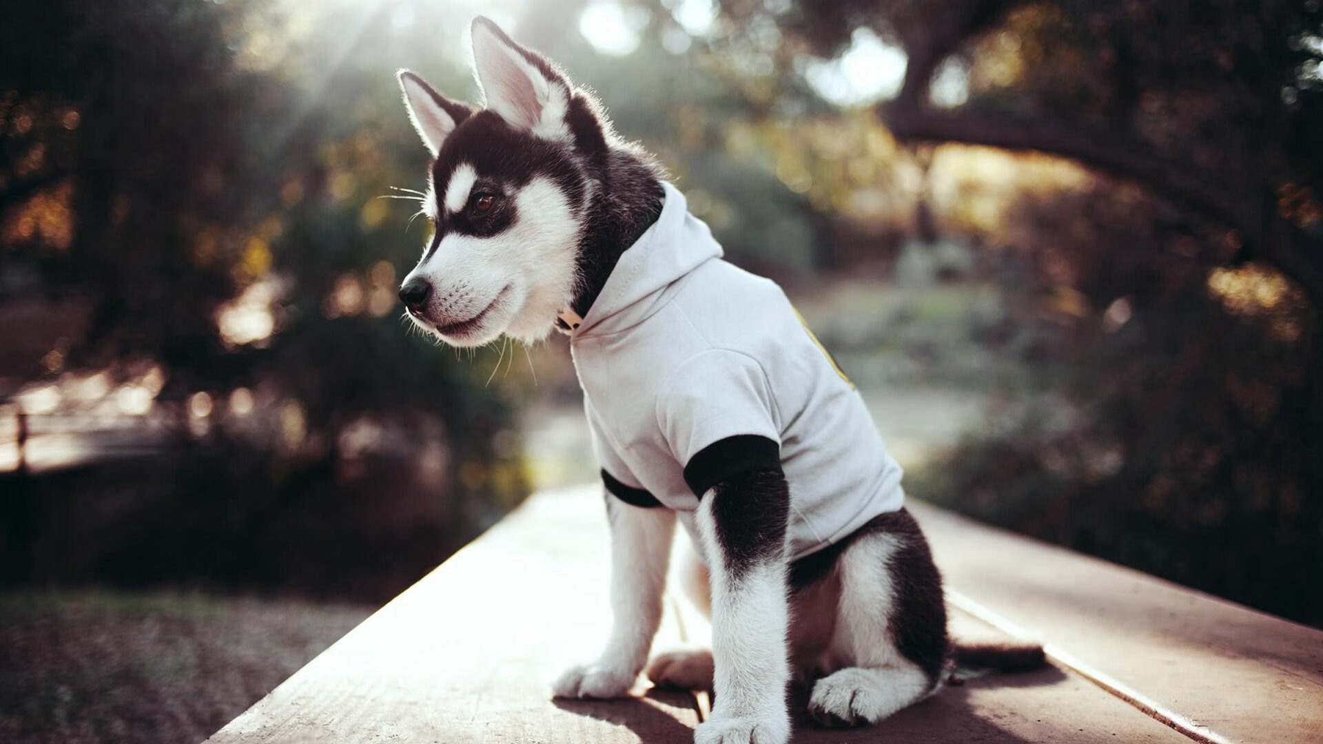 开云官网-戈贝尔锤爆尼克斯禁区，一场定义现代防守巨星的教科书式胜利