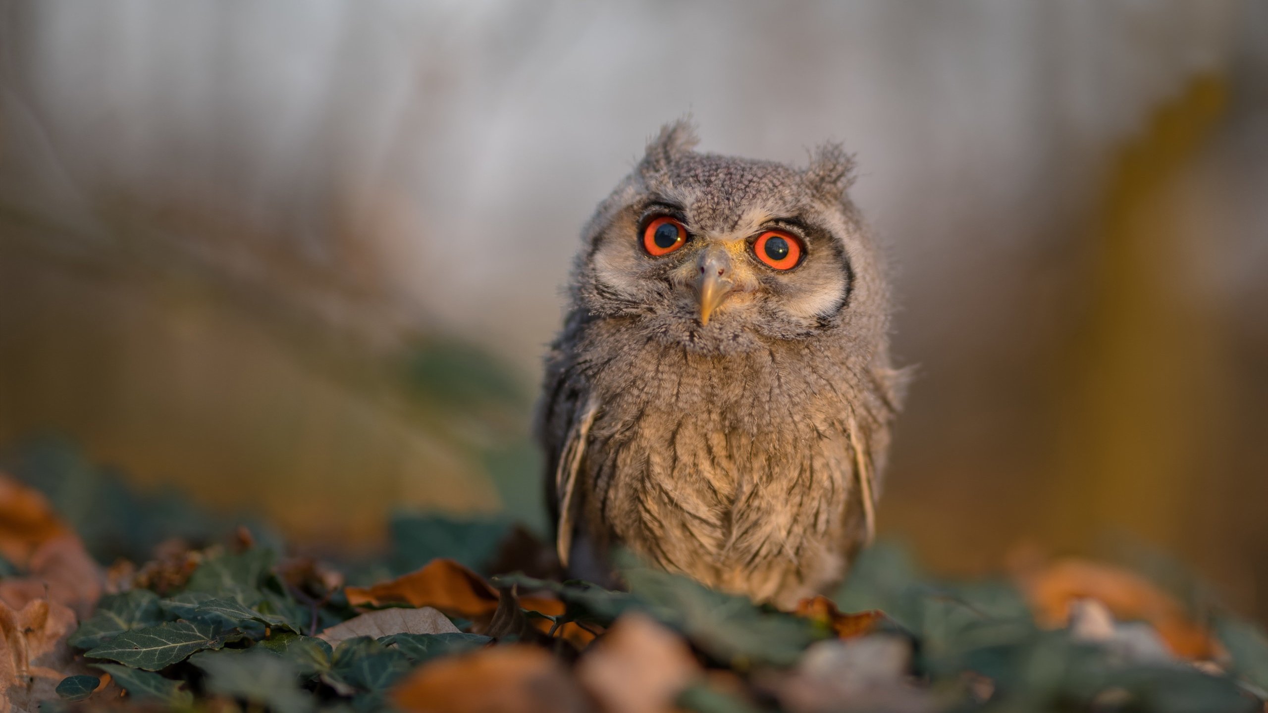 开云体育在线-塔图姆如觉醒火山，76人似精密齿轮稳稳绞碎猛龙