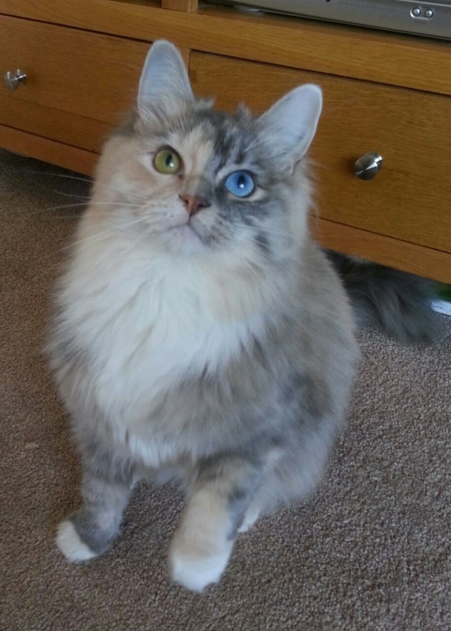 开云体育-跨越大洋的篮球教科书,西亚卡姆的智慧与灰熊的启示