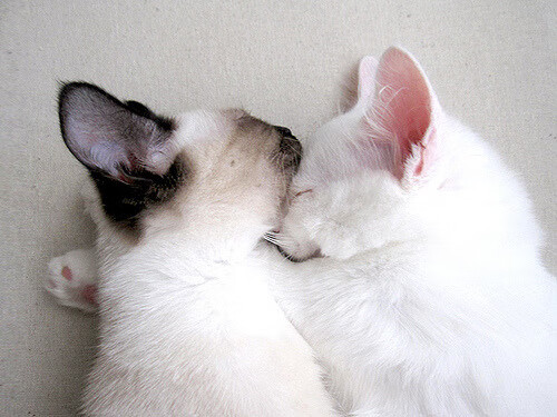 开云体育app-双线告捷，阿拉巴带队逆转取胜，佛罗伦萨力克伊朗豪门捧杯