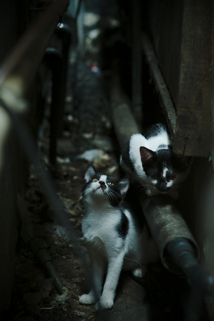 开云体育中国-热火铁蹄踏平火箭，戈贝尔冰川稳定不化