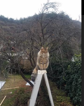 开云体育登录-一球定乾坤，基米希头槌破苍穹，铸就欧冠传奇夜