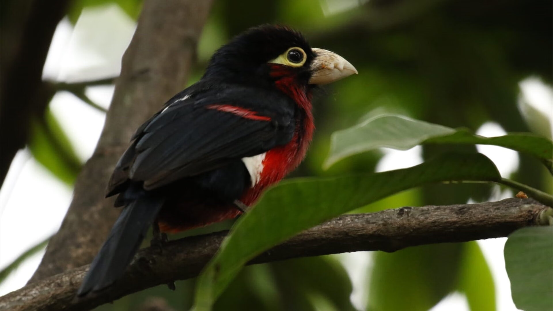 开云平台-曼城强势碾压丹麦防线，卡塞米罗爆发成胜负手