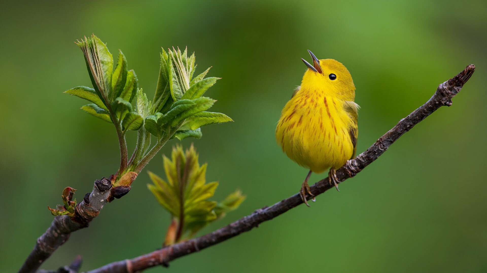 开云体育官方网站-绿茵烽火，玻利维亚粉碎瑞典神话，哈弗茨点燃不屈之光