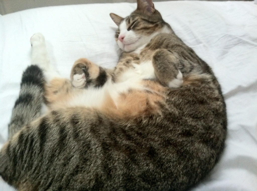 开云官网-绝杀之夜，金玟哉一球定乾坤，丹麦球队欧战奏凯