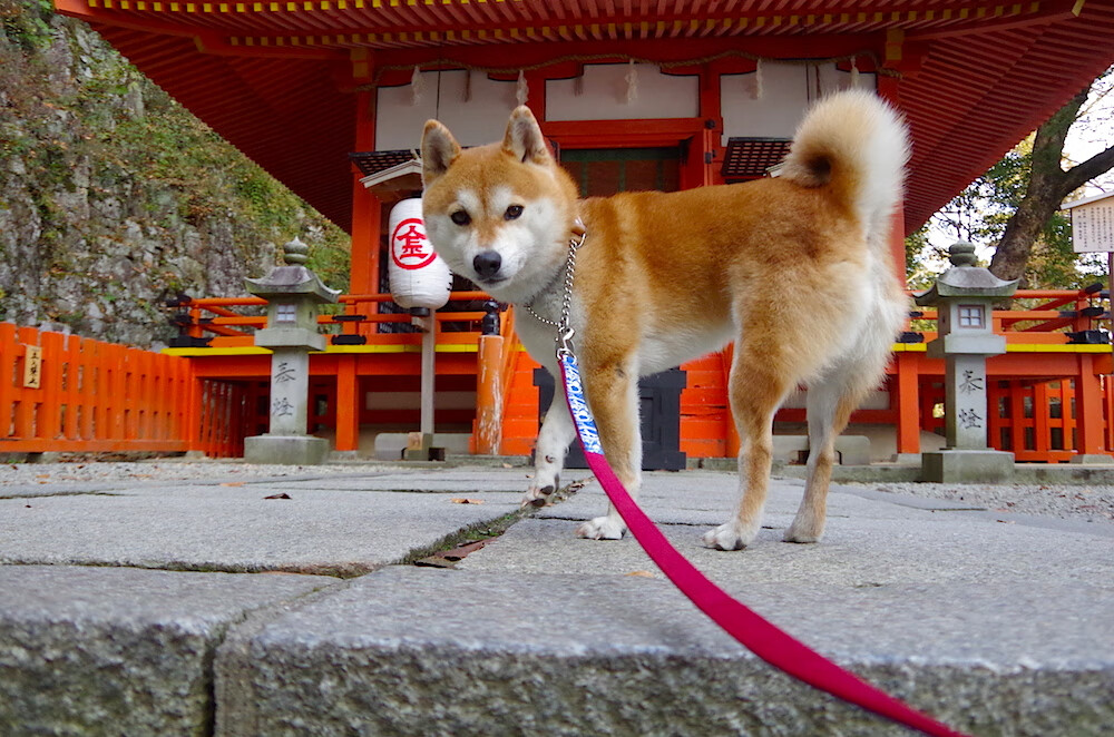 开云下载-乔治神奇时刻,关键节点连轰15分助上海力克森林狼