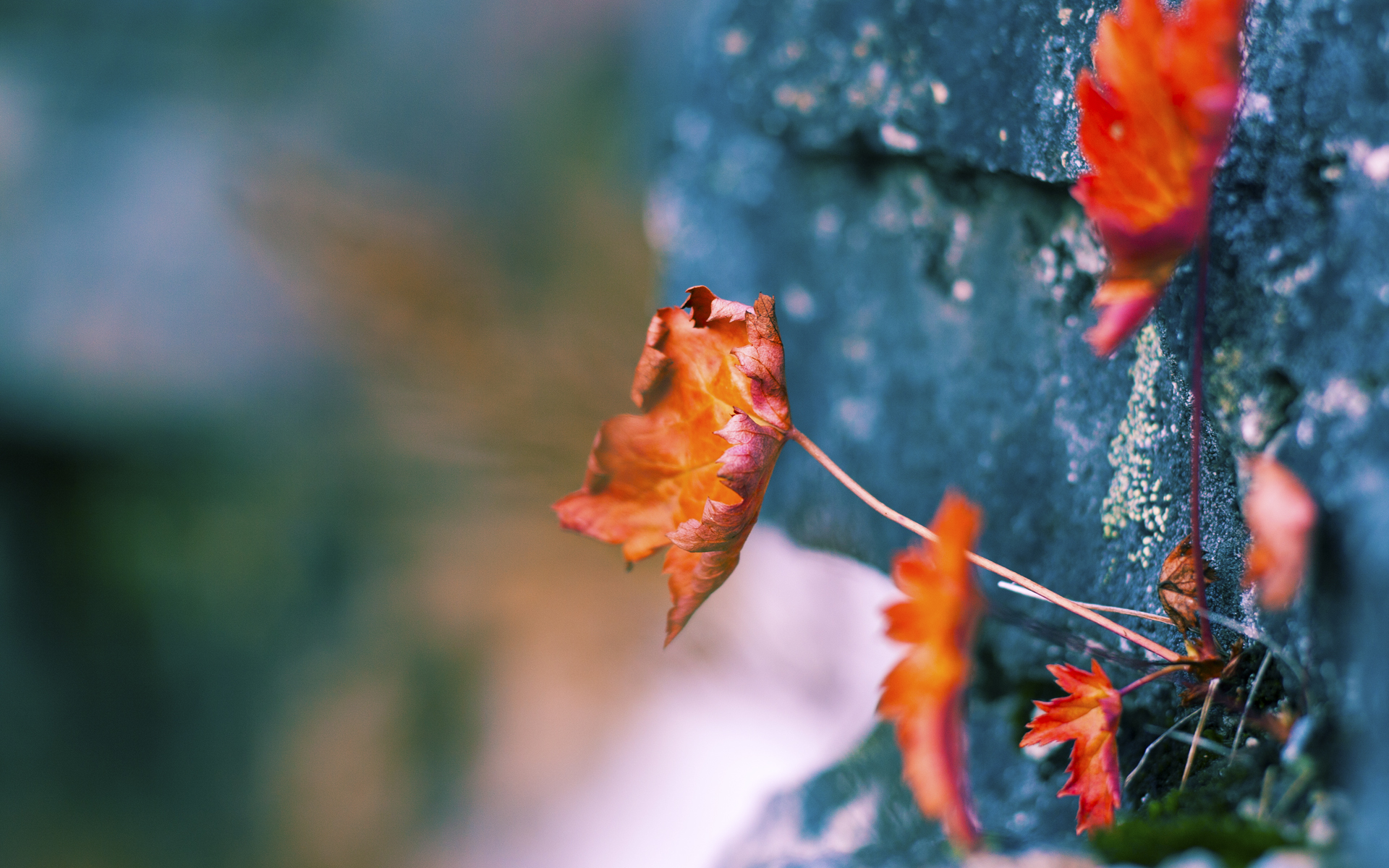 开云体育平台APP-阿劳霍一战封神!洪都拉斯爆冷带走加拿大,美加墨世界杯见证新王接管