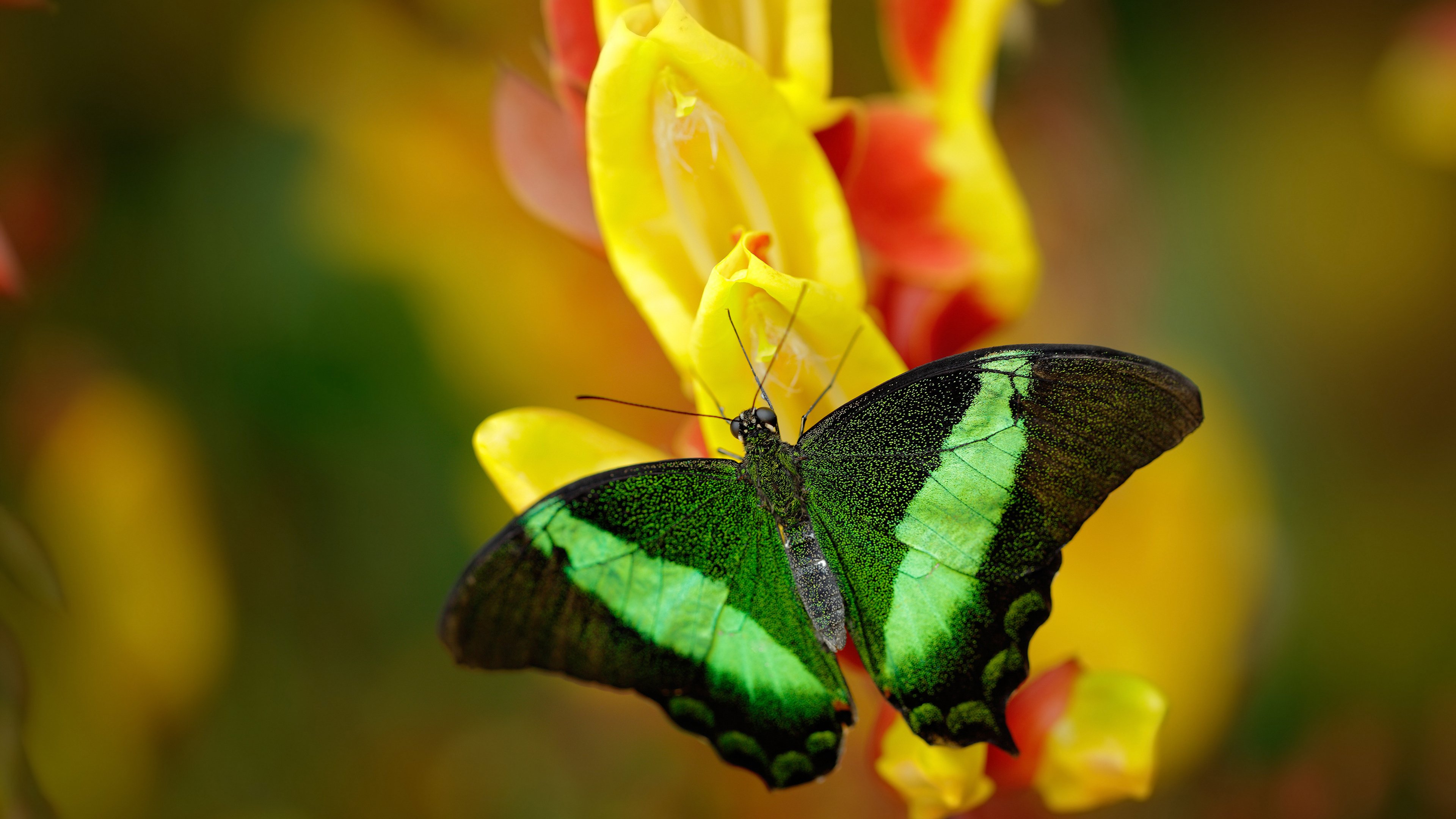 开云体育下载-绿茵的审判与硬木的救赎,英超争冠悬念与篮球生死战的竞技共鸣