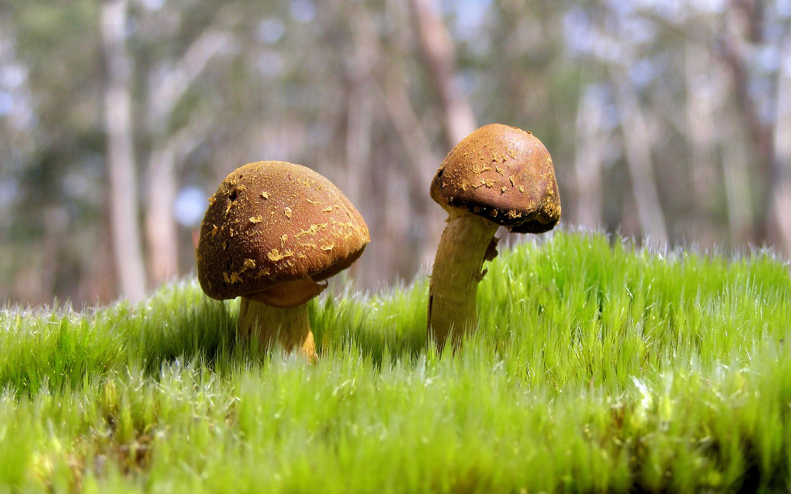 开云体育APP下载-金玟哉头槌定乾坤，沙特力挫乌拉圭迎历史性胜利